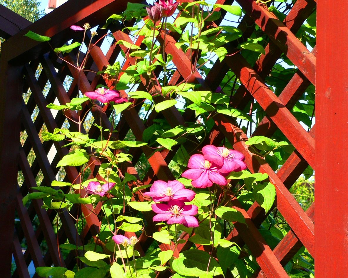 Проект Горки 2